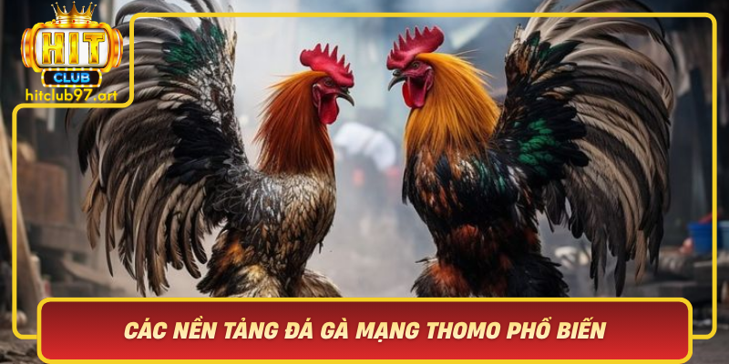 Cac Nen Tang Da Ga Mang Thomo Pho Bien Hitclub Dan Dau Xu Huong