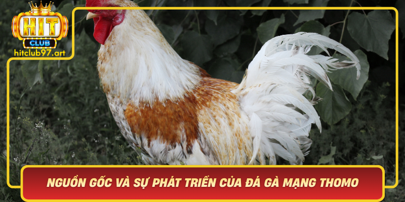 Nguon Goc Va Su Phat Trien Cua Da Ga Mang Thomo