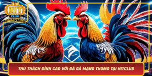 Thu Thach Dinh Cao Voi Da Ga Mang Thomo Tai Hitclub
