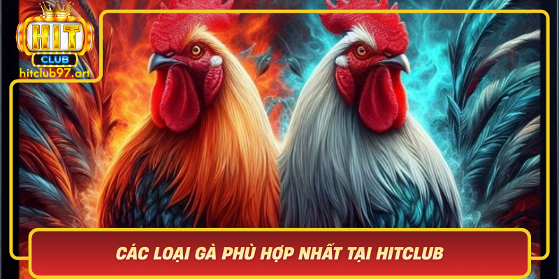 Cac Loai Ga Phu Hop Nhat Tai Hitclub Lua Chon Chien Binh Thich Hop