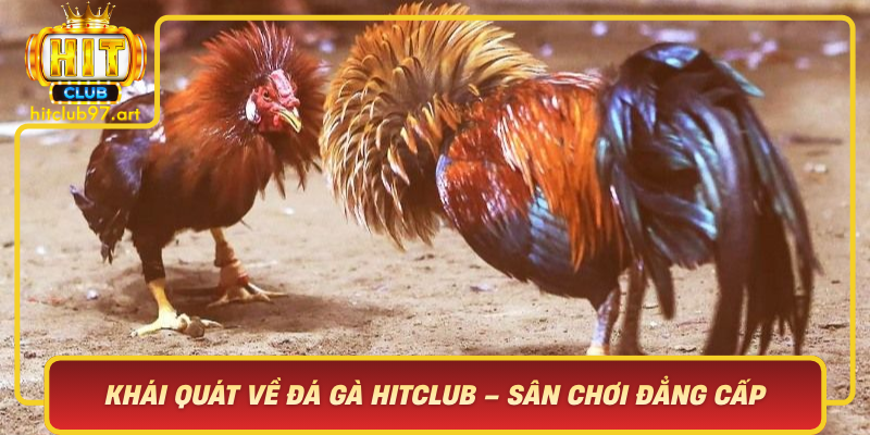 Khai Quat Ve Da Ga Hitclub San Choi Dang Cap